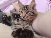 Ласкава мала кішечка шукає притулок