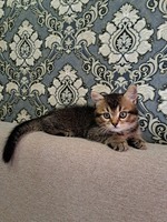 Британська короткошерста