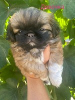 Продам цуценят чистокровного королівського пекінеса проглистовані зроблена перше щеплення вся інформація за телефоном ,