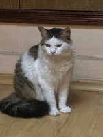 Отдам кошку
