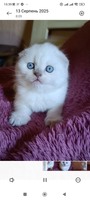 Шотландський Scottish fold