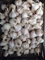 Продам часник оптом. Ціна договірна. Дзвоніть. 45 кг.