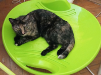 Загубилася кішка. Звати Мура