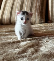 Кошенята в добрі руки