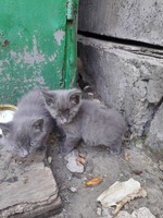 Отдам котят