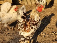 Декоративні кури