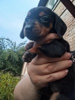 Продам таксят міні і стандарт