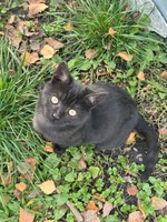 Віддам у добрі руки котиків