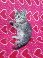 Отдам котят безплатно