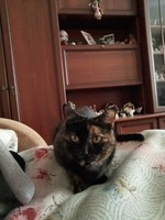 Пропала кішка бетті