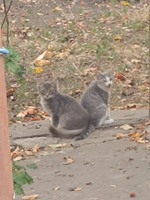 Отдам в хорошие руки красивых пушистых котят