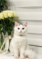 ‼️зникла кішечка!‼️