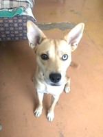 Пес з гетерохромією дворняжка