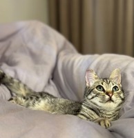 Віддам кошеня у добрі руки! Дівчинка