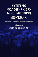 Купуємо молодняк ВРХ м’ясних порід 80–120 кг — на постійній основі