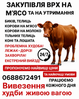 Закупівля ВРХ нЗакупівля ВРХ на м’ясо та на утриманняа м’ясо та на утримання