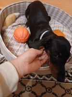Терміново продам собаку породи ТАКСА дівчинка 4 місяці