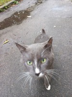 Знайшли домашнього котика