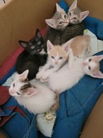 Кошенята в добрі руки