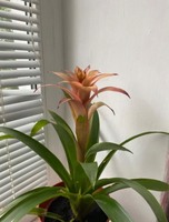 Вазон Гусманія