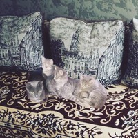 Кошенята в добрі руки 3+ місяці