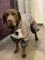 Дрессировка и воспитание собак