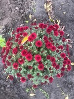 Продам хризантеми