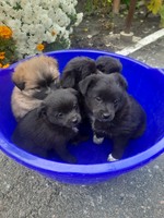 Віддам собачок в добрі руки