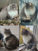 Загубилась кішка