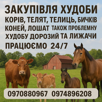 Закупивля худоби