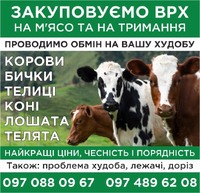 Закупивля ВРХ на тримання та на мʼясо