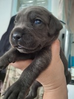 Продам цуценят Кане Корсо