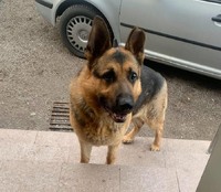 Пропав пес породи німецька вівчарка