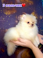 Щенки шпица