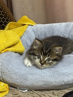 Киця, 1.5 місяця, безкоштовно