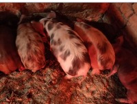 Продам поросят, 7 тижнів