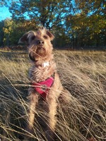 26. 11. 2025 пропала домашня собака