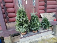 Ялинки живі з гілочок