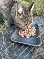 Сіренька кішечка