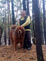 Цуценята тибетського мастифа