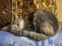 Віддамо дорослу кішку в добрі руки