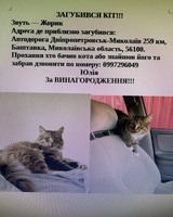 Зник кіт! Дуже прошу допомогти