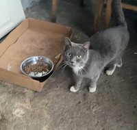 Прибився котик