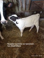 Продам теличку на тримання