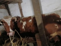 Продам корову на тримання