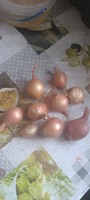 Лук саженка на зелень