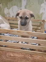 Віддам у добрі руки дівчинку