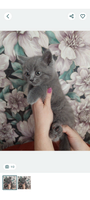Британських кошенят