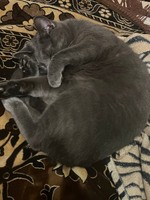 Віддам у добрі руки котика