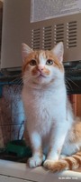Пропав котик